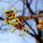 シナマンサク の高画質写真です。横浜市で、2026年2月6日に撮影したものです。