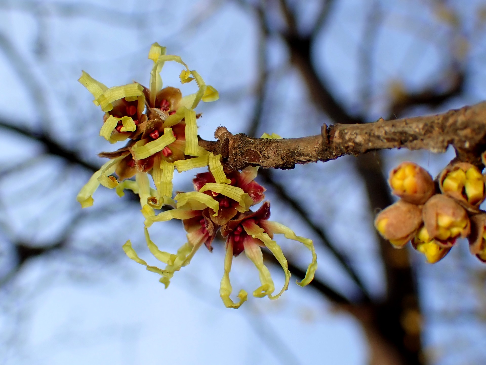 シナマンサク の高画質写真です。横浜市で、2026年2月6日に撮影したものです。