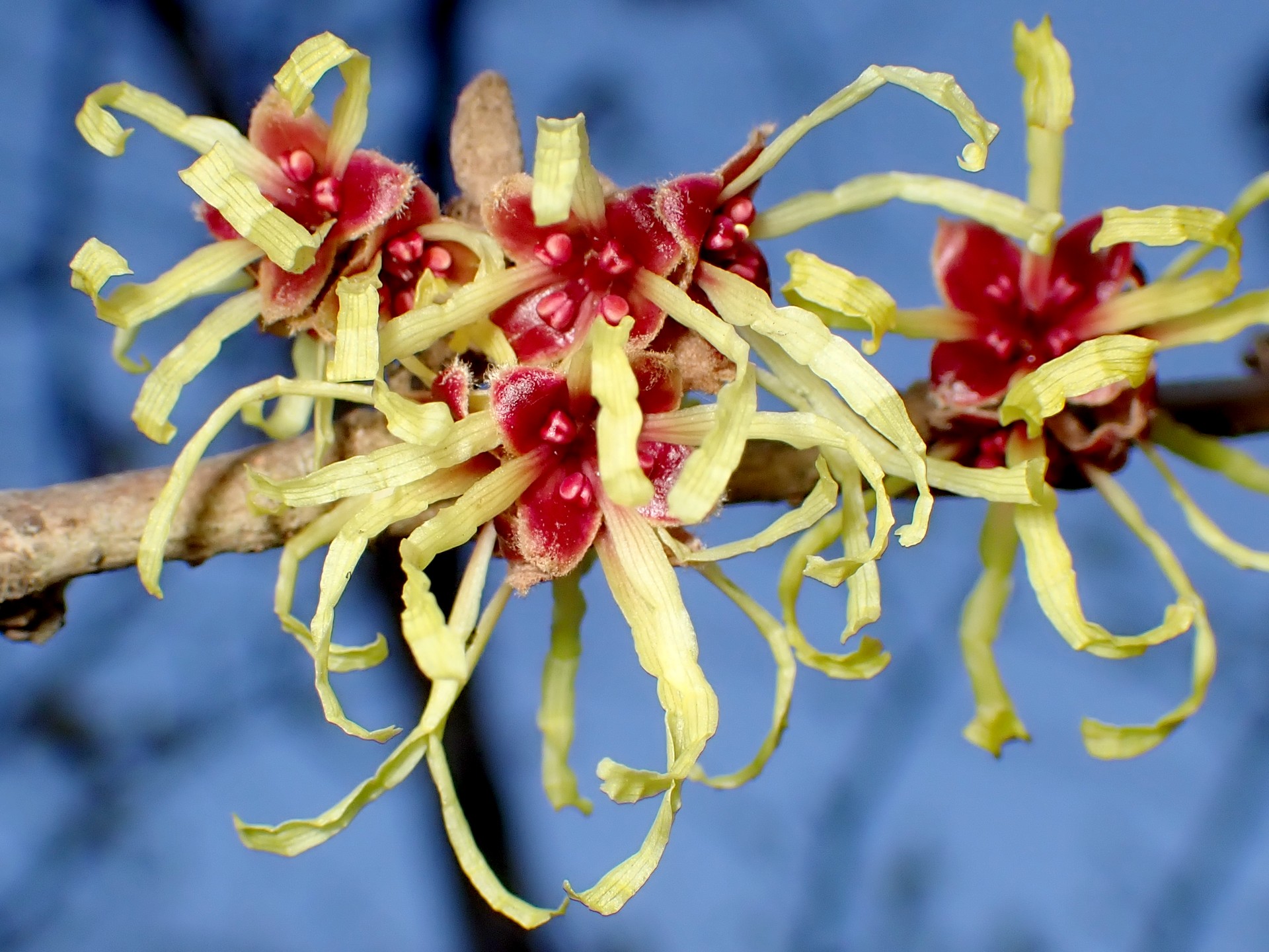 シナマンサク の高画質写真です。横浜市で、2026年2月15日に撮影したものです。