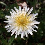 シロバナタンポポ の高画質写真です。横浜市で、2026年2月24日に撮影したものです。