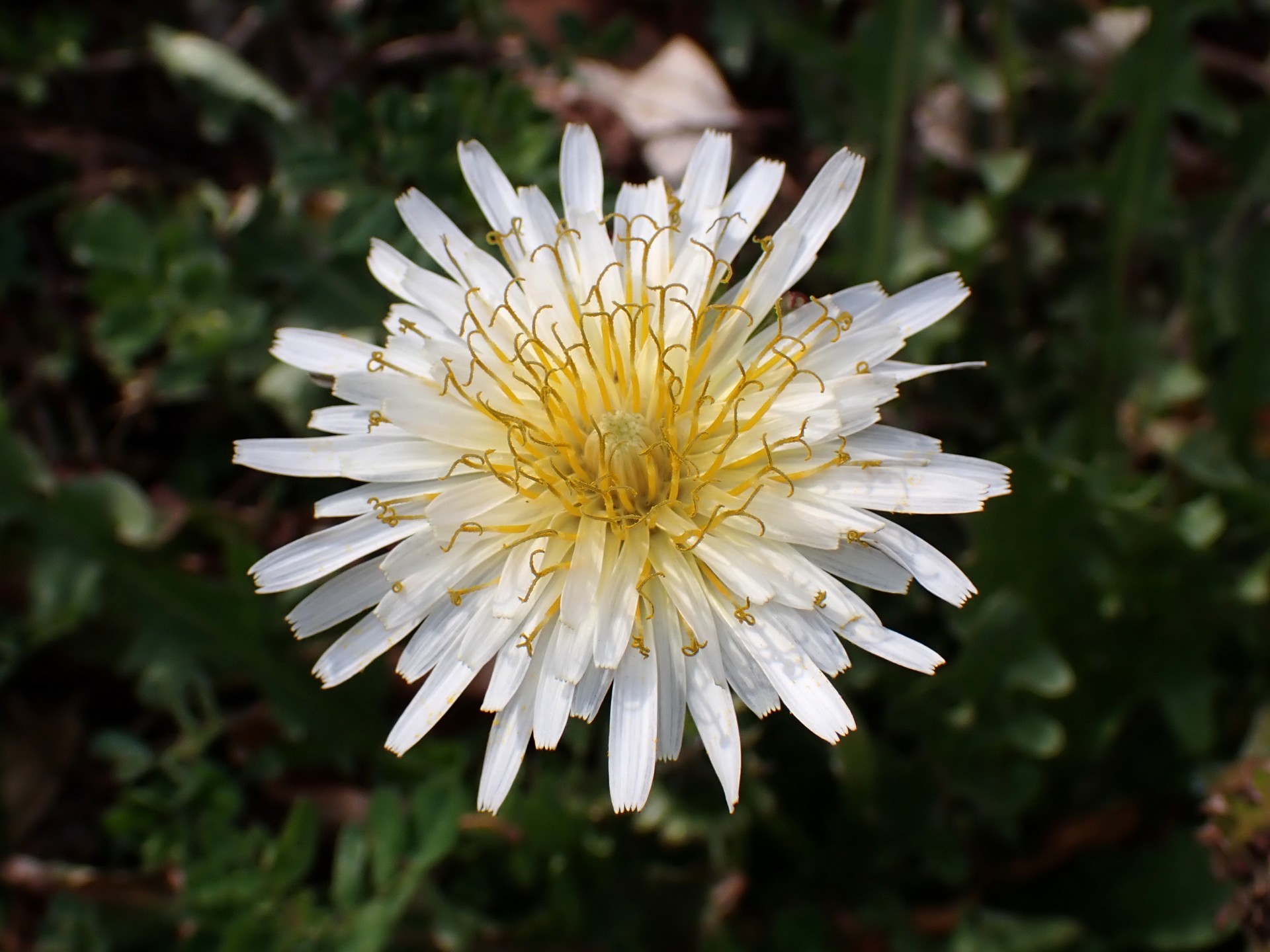 シロバナタンポポ の高画質写真です。横浜市で、2026年2月24日に撮影したものです。