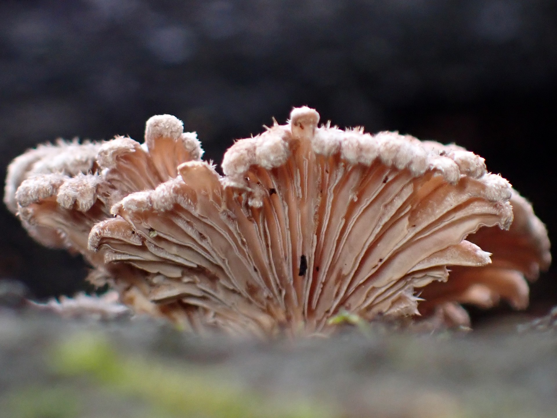 スエヒロタケ の高画質写真です。横浜市で、2026年2月10日に撮影したものです。
