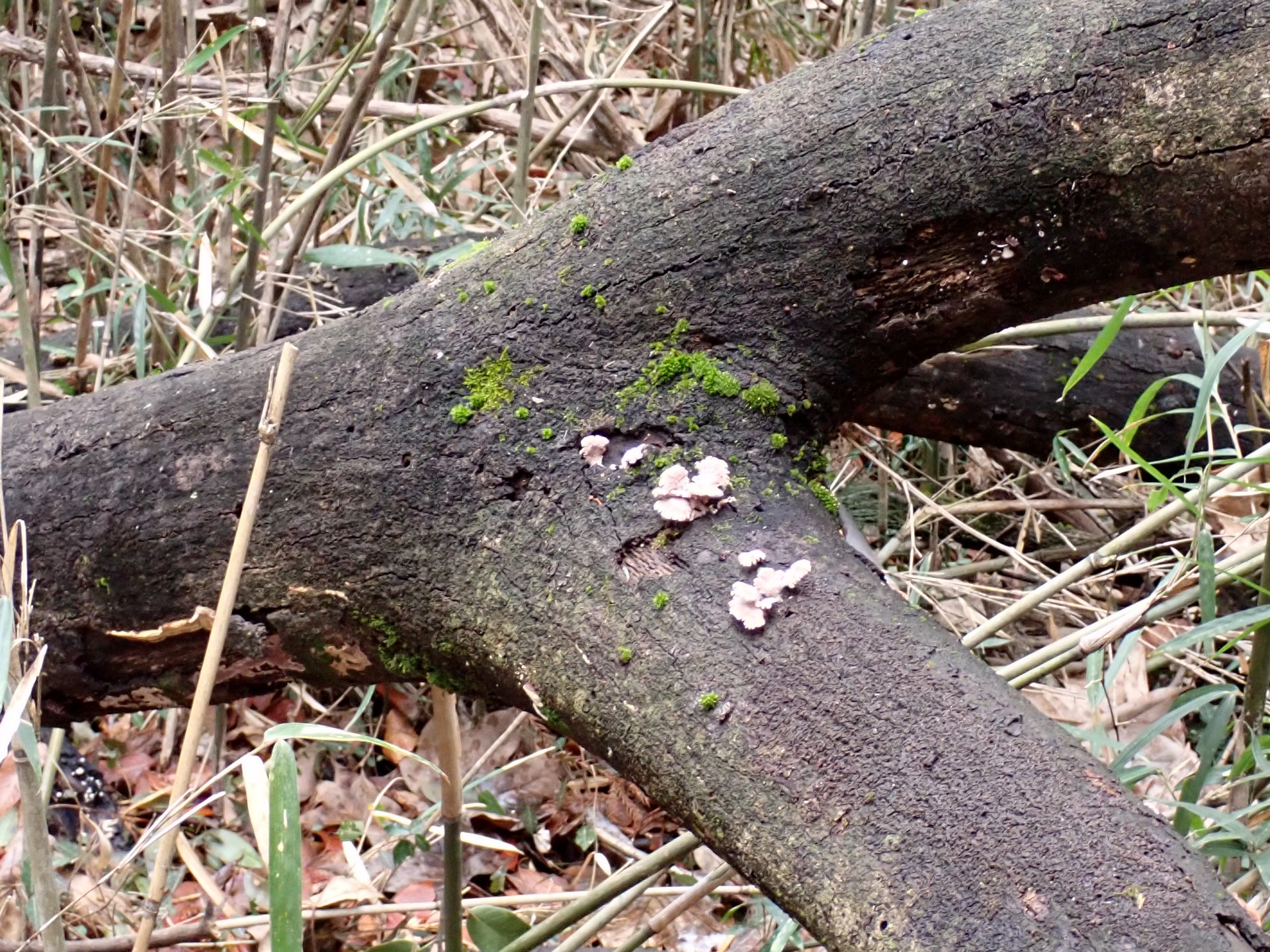 スエヒロタケ の高画質写真です。横浜市で、2026年2月10日に撮影したものです。