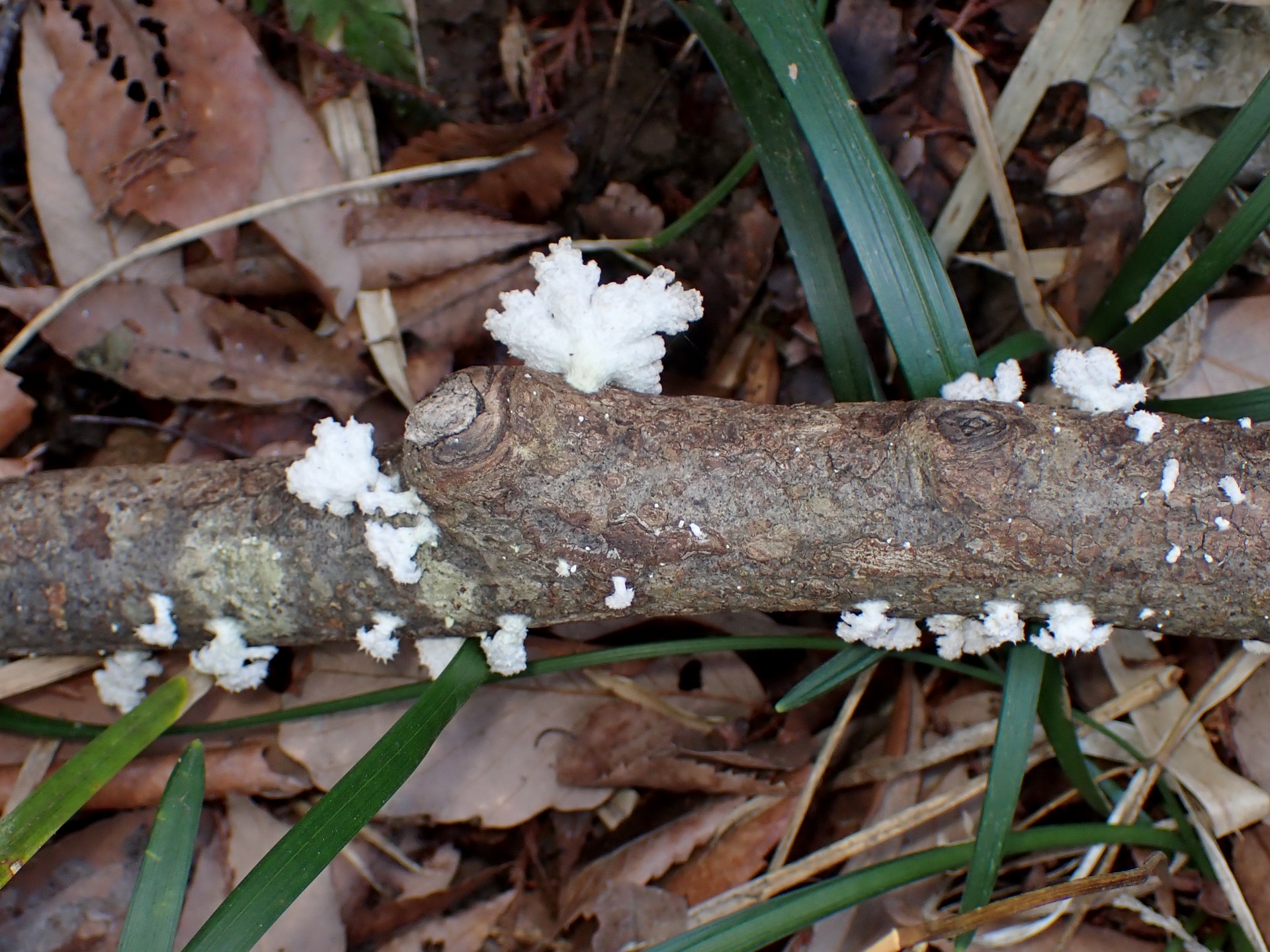 スエヒロタケ の高画質写真です。横浜市で、2026年2月28日に撮影したものです。