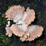 スエヒロタケ の高画質写真です。横浜市で、2026年2月10日に撮影したものです。