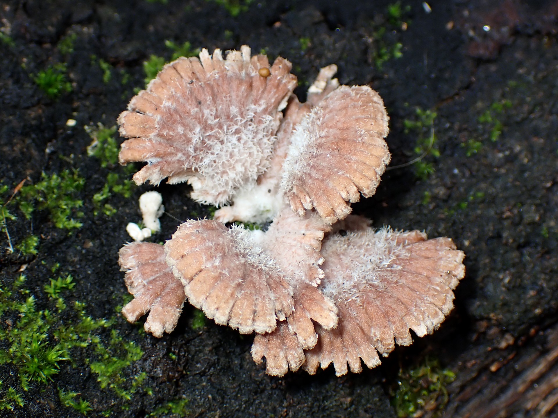 スエヒロタケ の高画質写真です。横浜市で、2026年2月10日に撮影したものです。