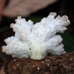 スエヒロタケ の高画質写真です。横浜市で、2026年2月28日に撮影したものです。