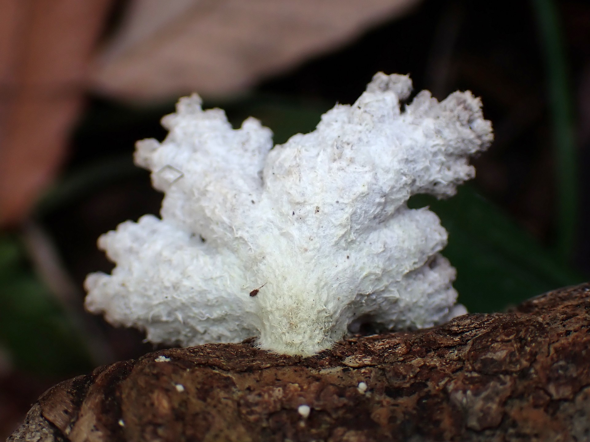 スエヒロタケ の高画質写真です。横浜市で、2026年2月28日に撮影したものです。