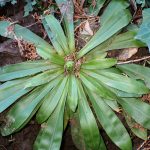 ショウジョウバカマ の高画質写真です。横浜市で、2026年2月22日に撮影したものです。