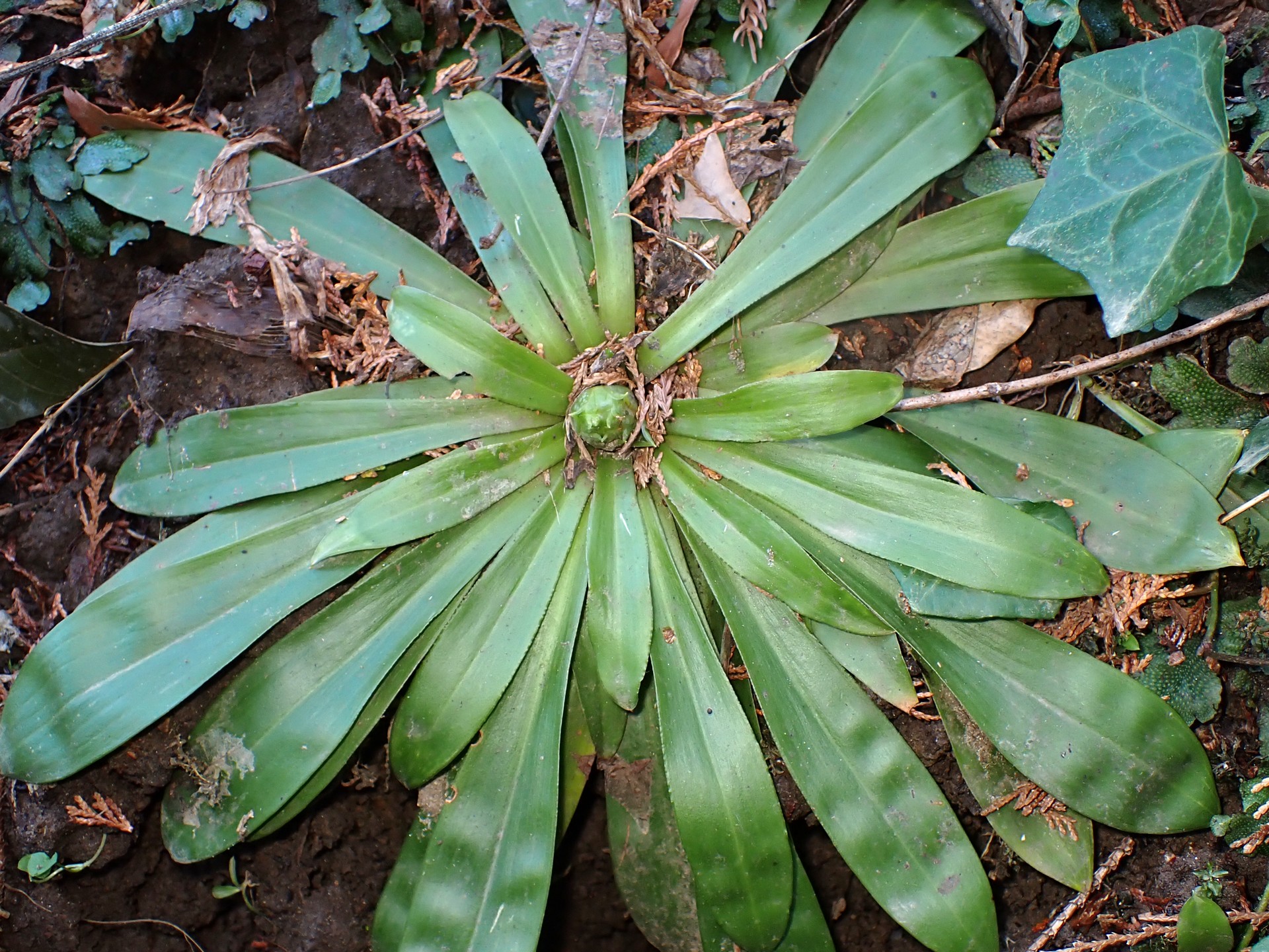 ショウジョウバカマ の高画質写真です。横浜市で、2026年2月22日に撮影したものです。