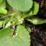 タチツボスミレ の高画質写真です。横浜市で、2026年2月17日に撮影したものです。