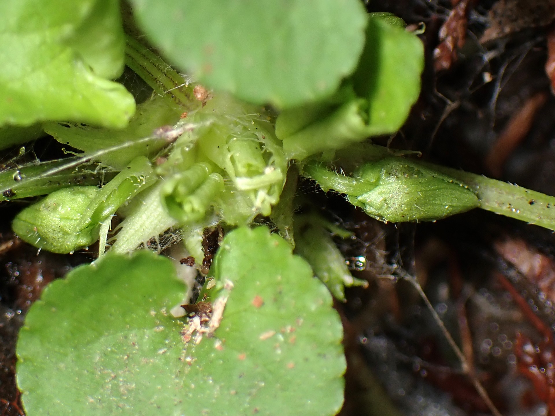 タチツボスミレ の高画質写真です。横浜市で、2026年2月17日に撮影したものです。