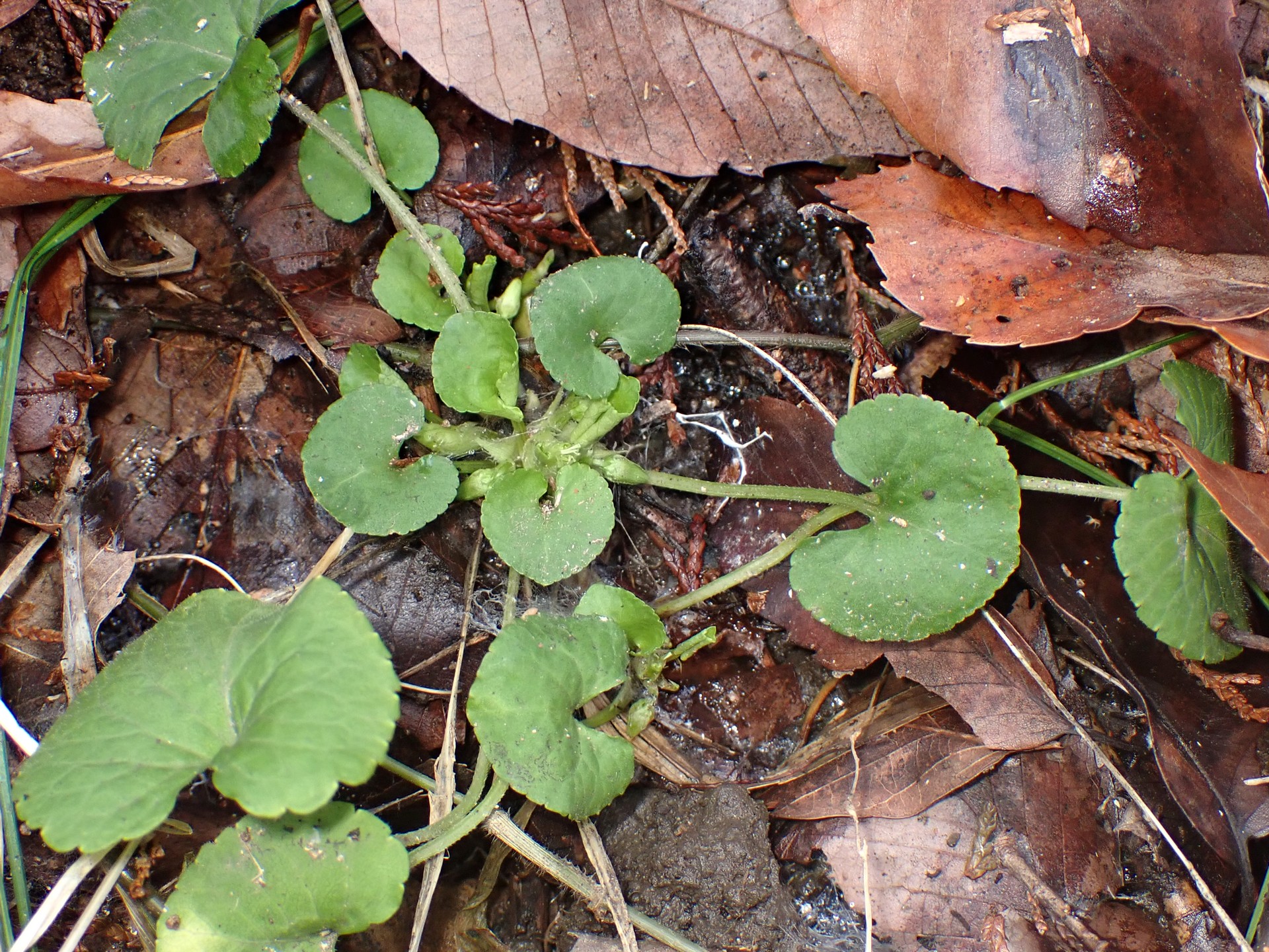 タチツボスミレ の高画質写真です。横浜市で、2026年2月17日に撮影したものです。