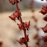 タコノアシ の高画質写真です。横浜市で、2026年2月5日に撮影したものです。