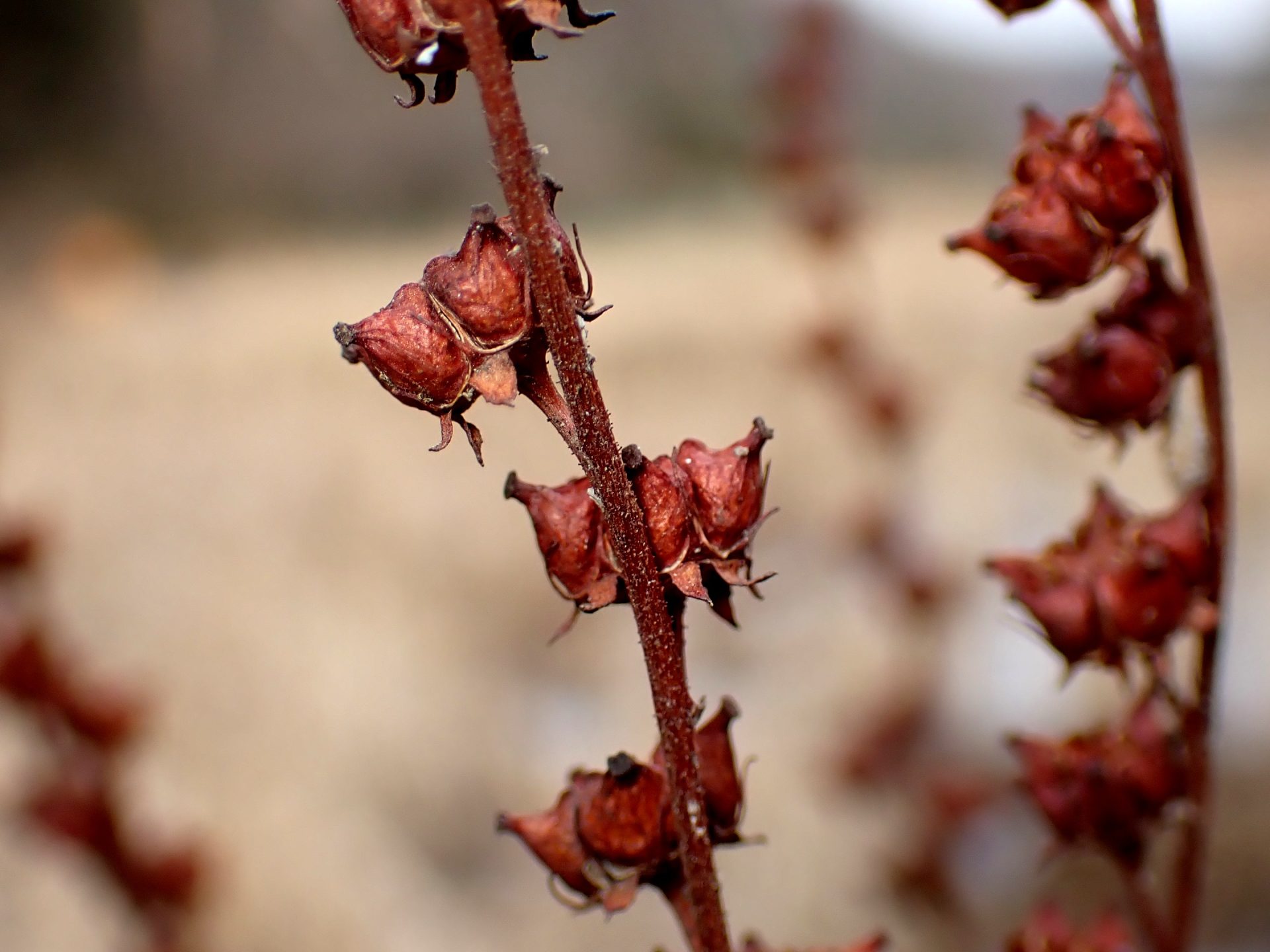 タコノアシ の高画質写真です。横浜市で、2026年2月5日に撮影したものです。