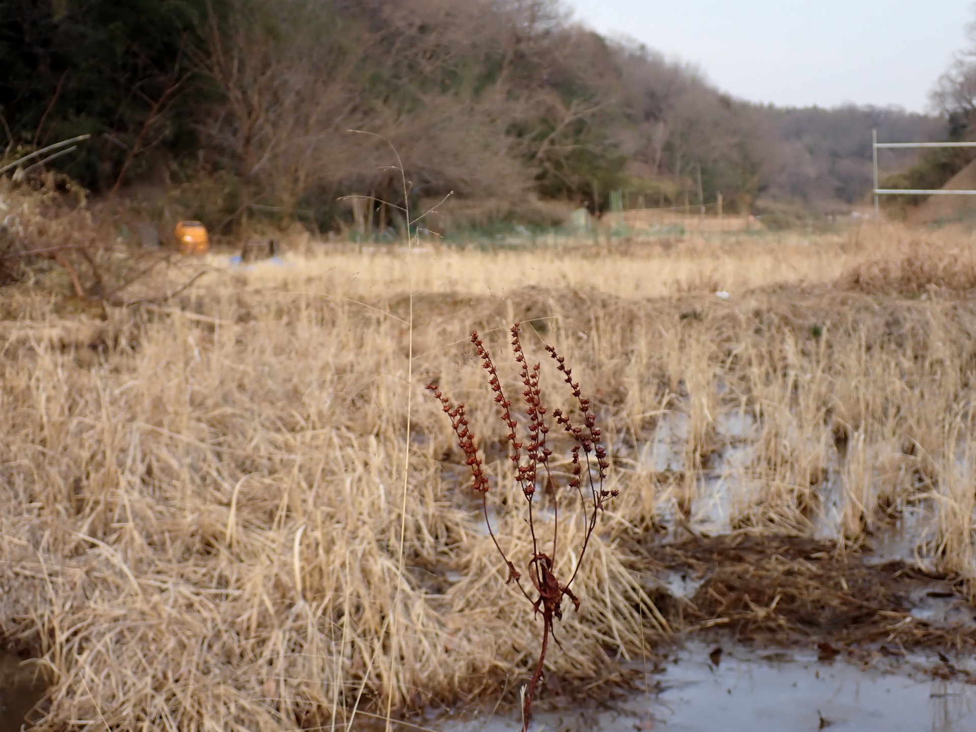 タコノアシ の高画質写真です。横浜市で、2026年2月5日に撮影したものです。