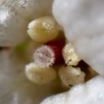 タネツケバナ の高画質写真です。横浜市で、2026年2月10日に撮影したものです。