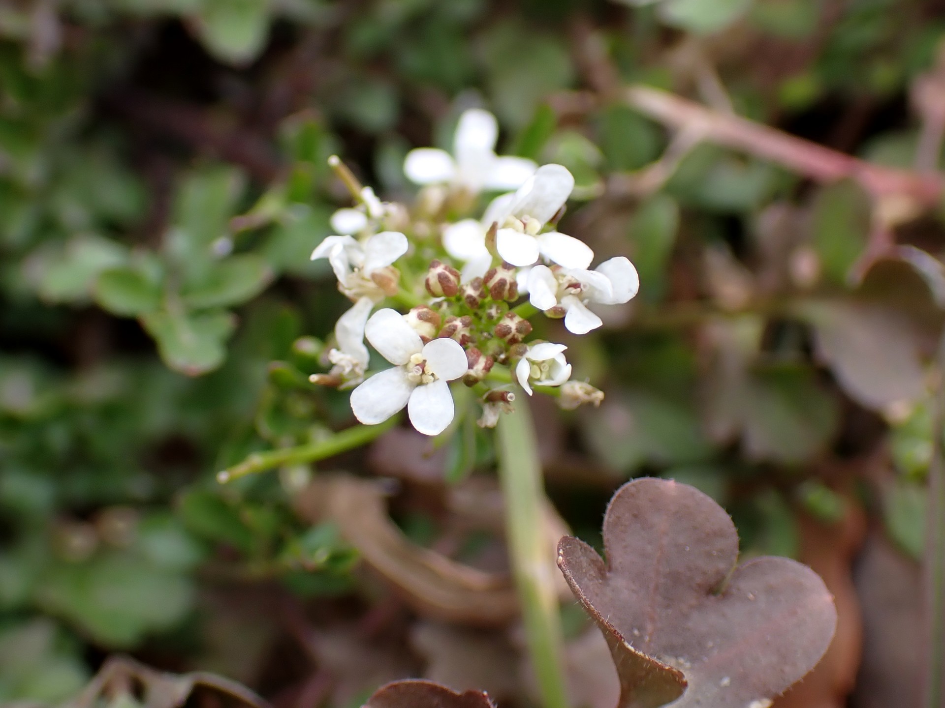 タネツケバナ の高画質写真です。横浜市で、2026年2月10日に撮影したものです。