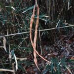 テイカカズラ の高画質写真です。横浜市で、2026年2月13日に撮影したものです。