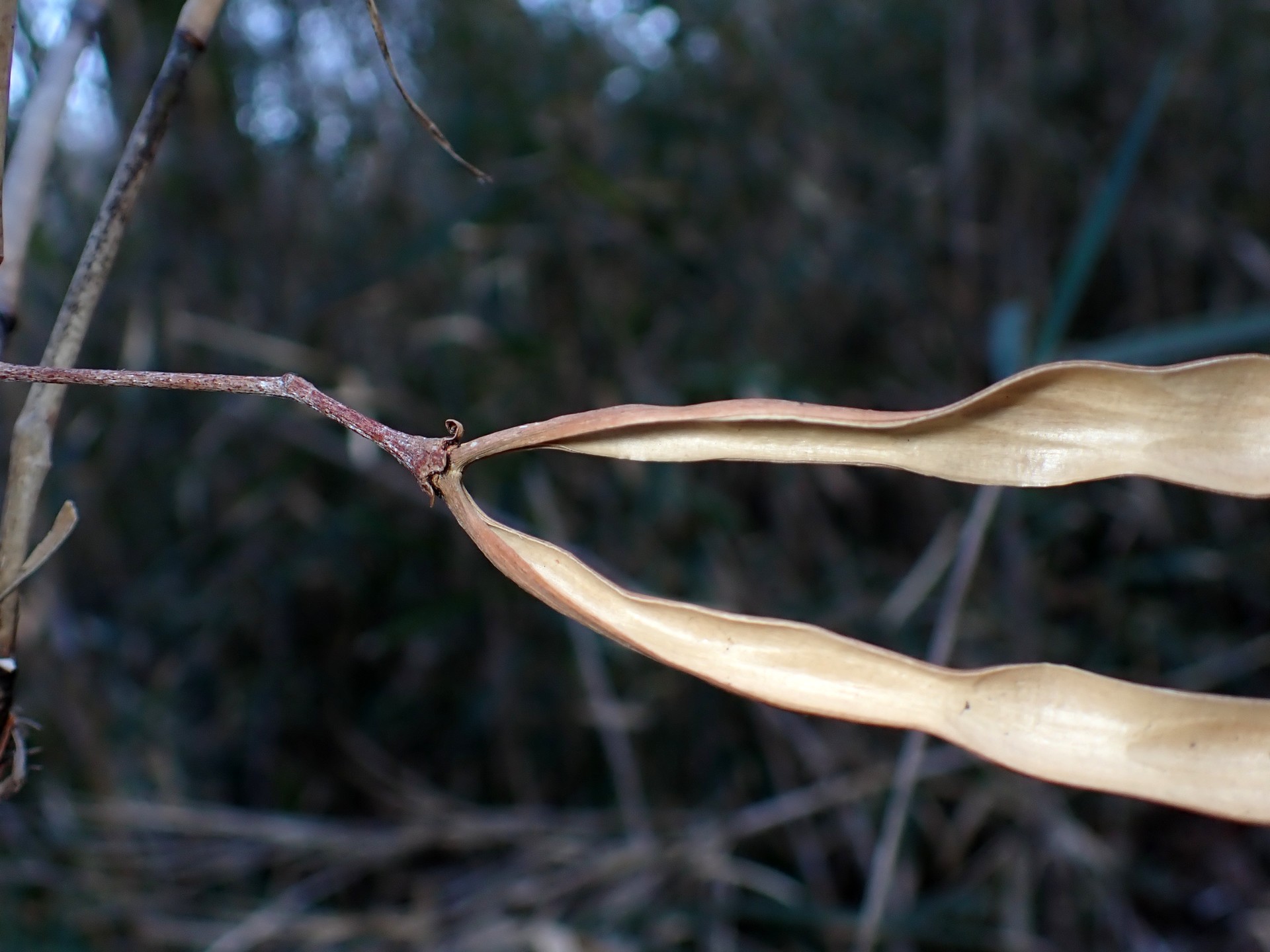 テイカカズラ の高画質写真です。横浜市で、2026年2月13日に撮影したものです。