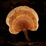 ウチワタケ の高画質写真です。横浜市で、2026年2月12日に撮影したものです。