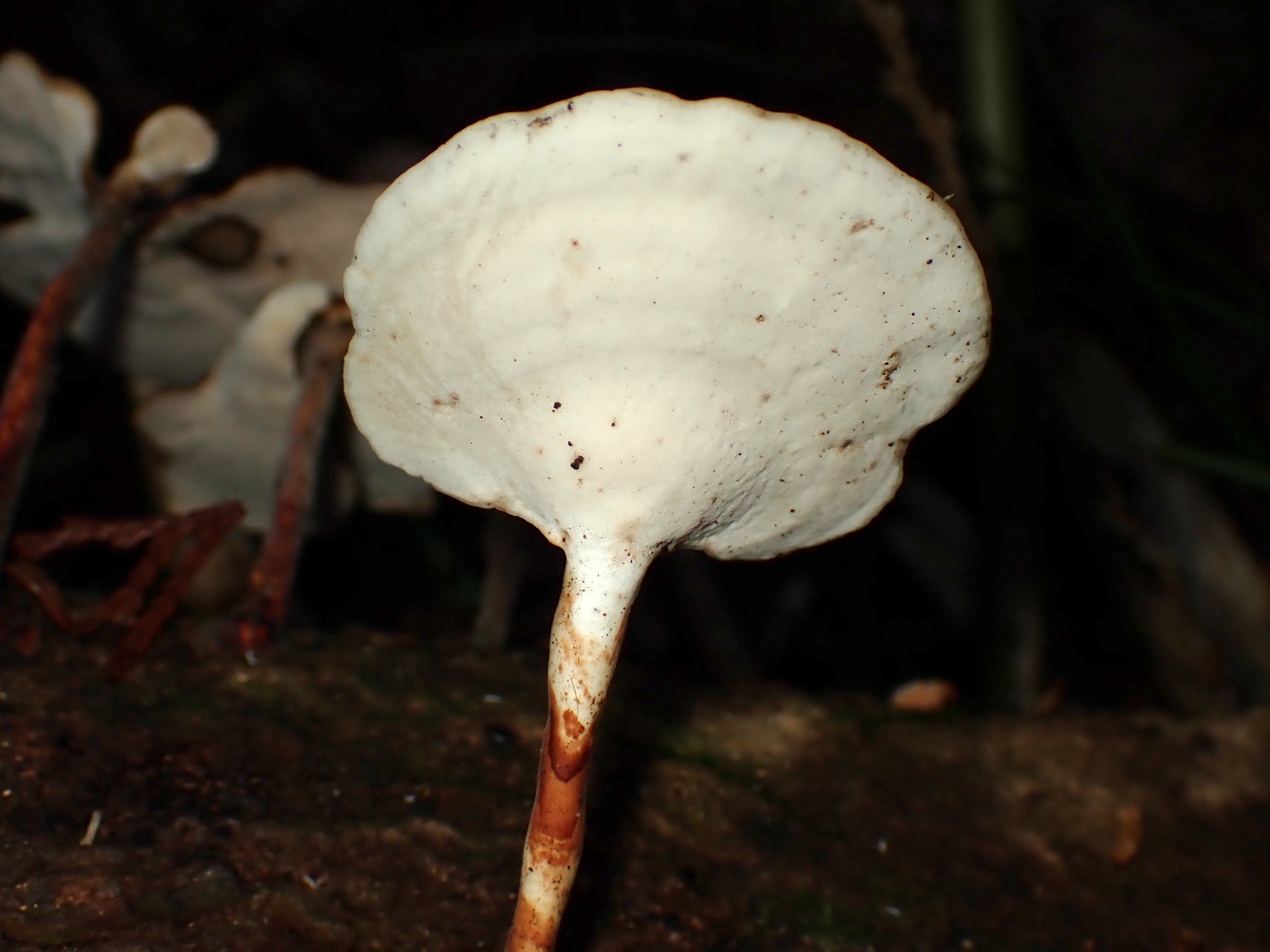 ウチワタケ の高画質写真です。横浜市で、2026年2月12日に撮影したものです。