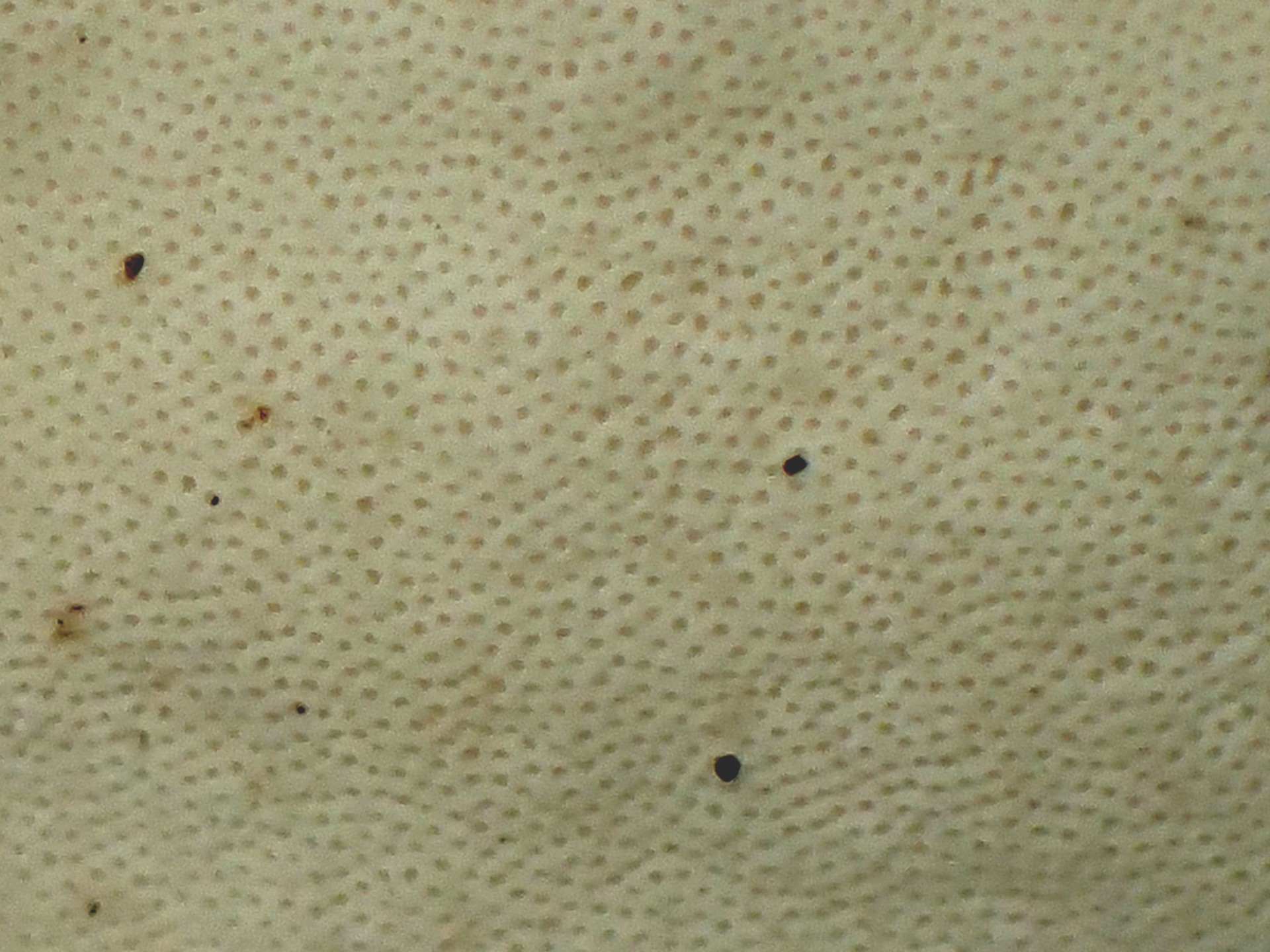 ウチワタケ の高画質写真です。横浜市で、2026年2月12日に撮影したものです。