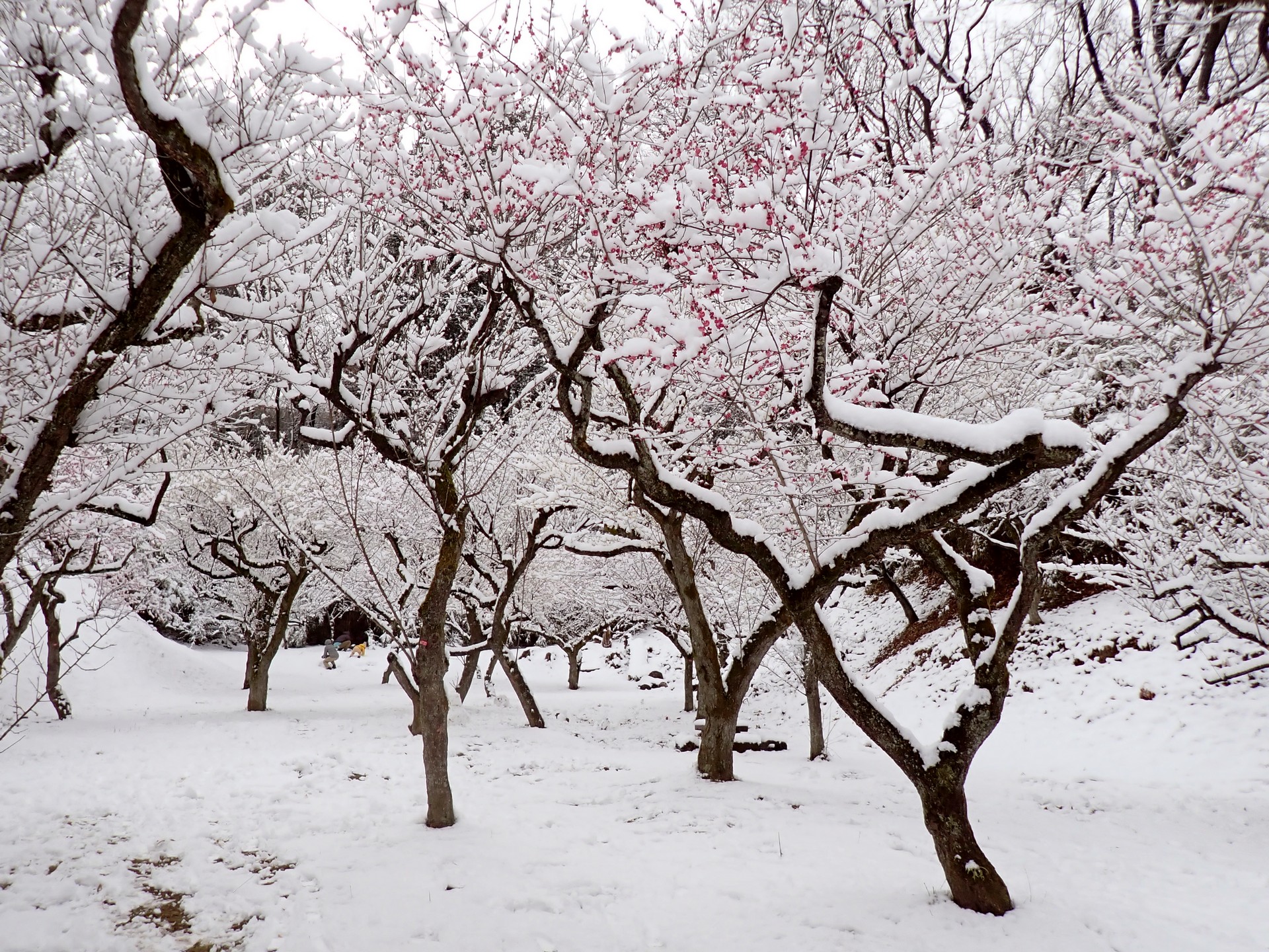 雪景色の梅園 の高画質写真です。横浜市で、2026年2月8日に撮影したものです。