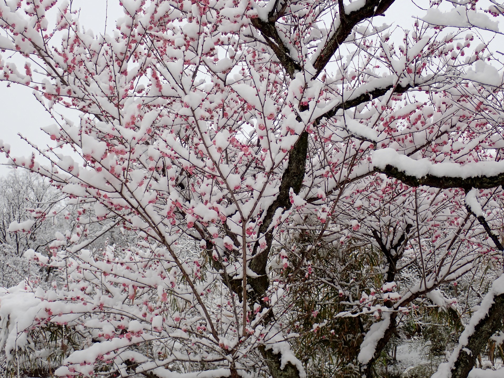 雪景色の梅園 の高画質写真です。横浜市で、2026年2月8日に撮影したものです。