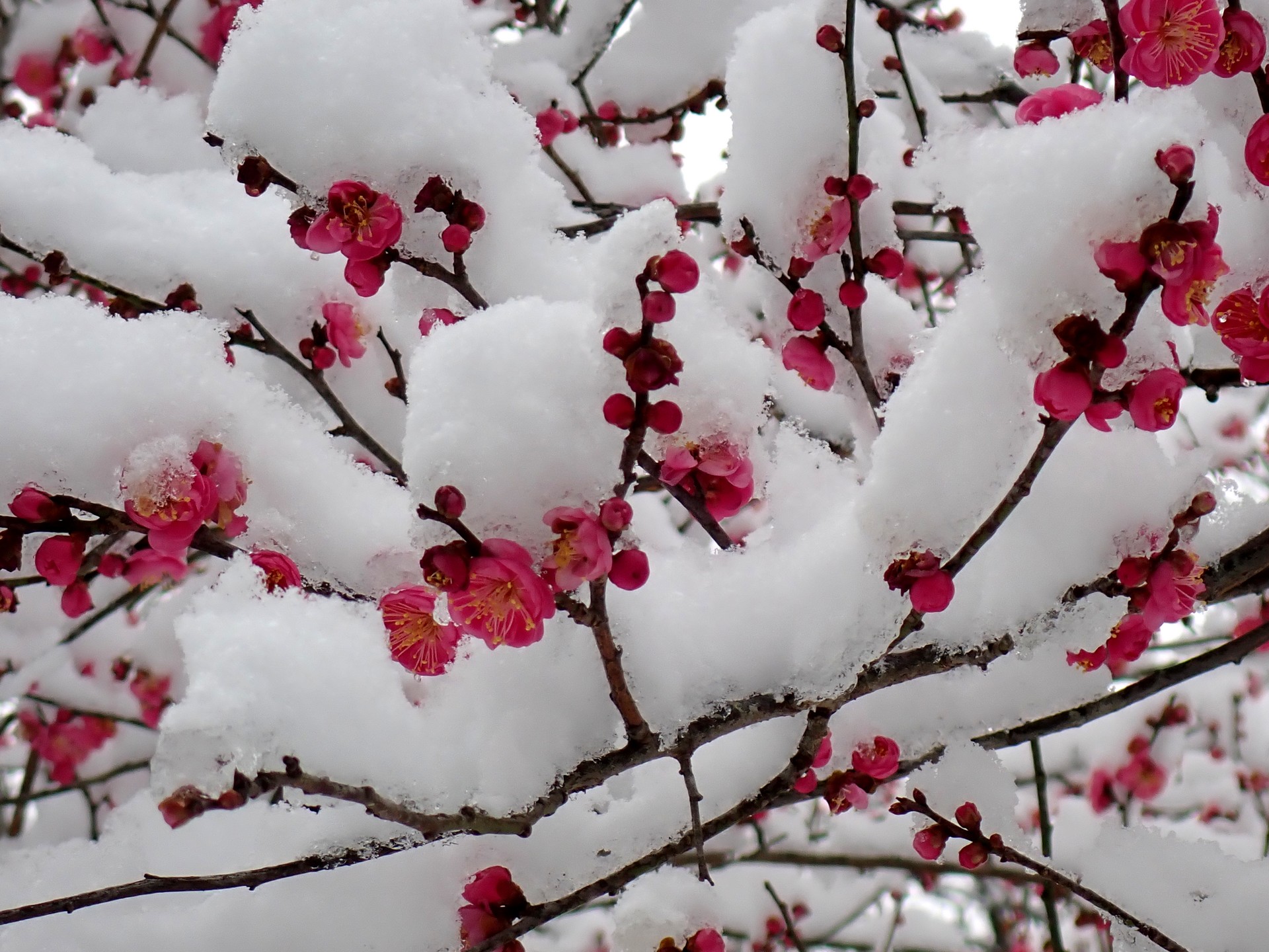 雪景色の梅園 の高画質写真です。横浜市で、2026年2月8日に撮影したものです。