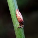 ヤエヤマブキ の高画質写真です。横浜市で、2026年2月15日に撮影したものです。