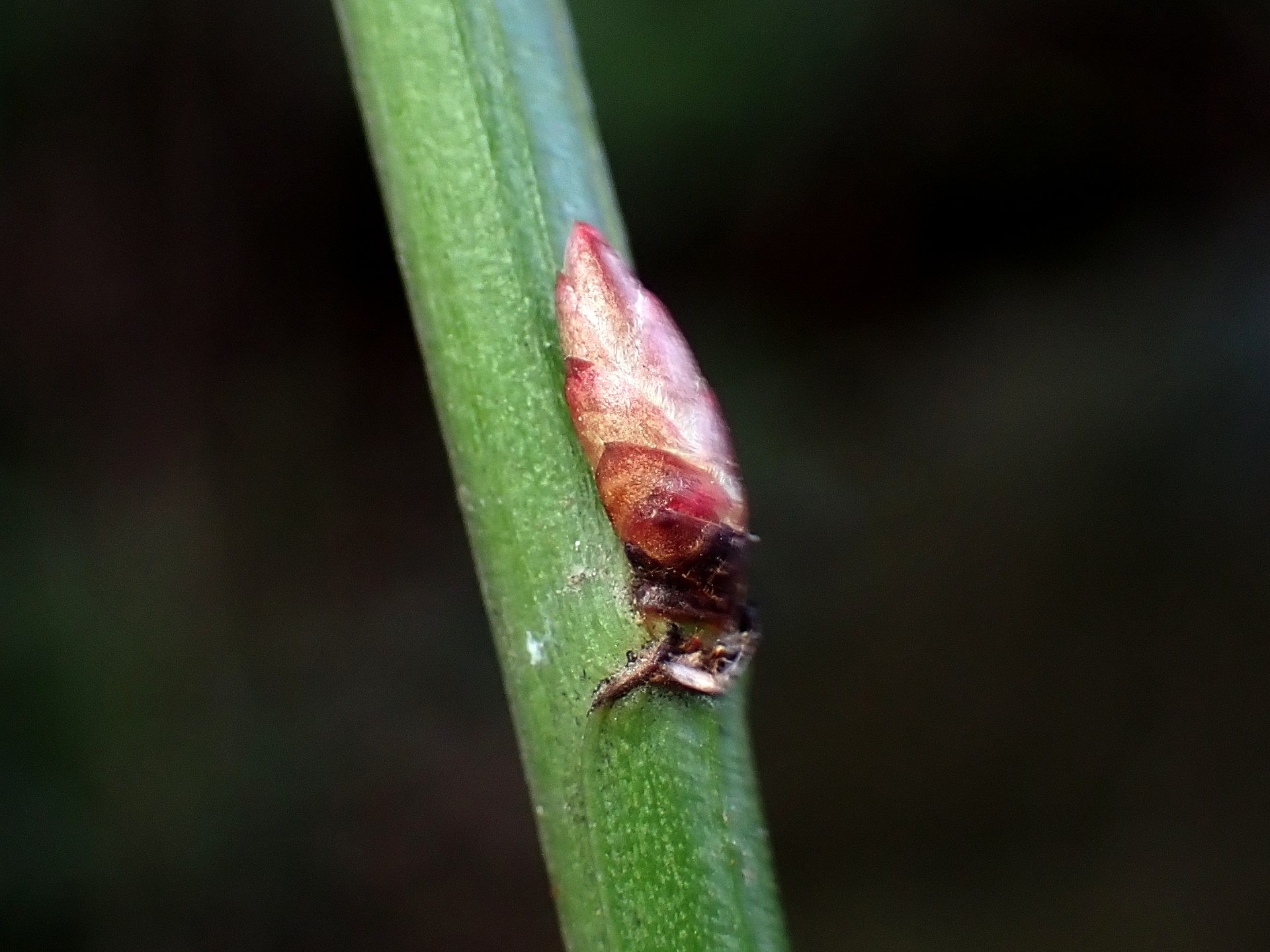 ヤエヤマブキ の高画質写真です。横浜市で、2026年2月15日に撮影したものです。
