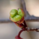 アブラチャン の高画質写真です。横浜市で、2026年3月15日に撮影したものです。