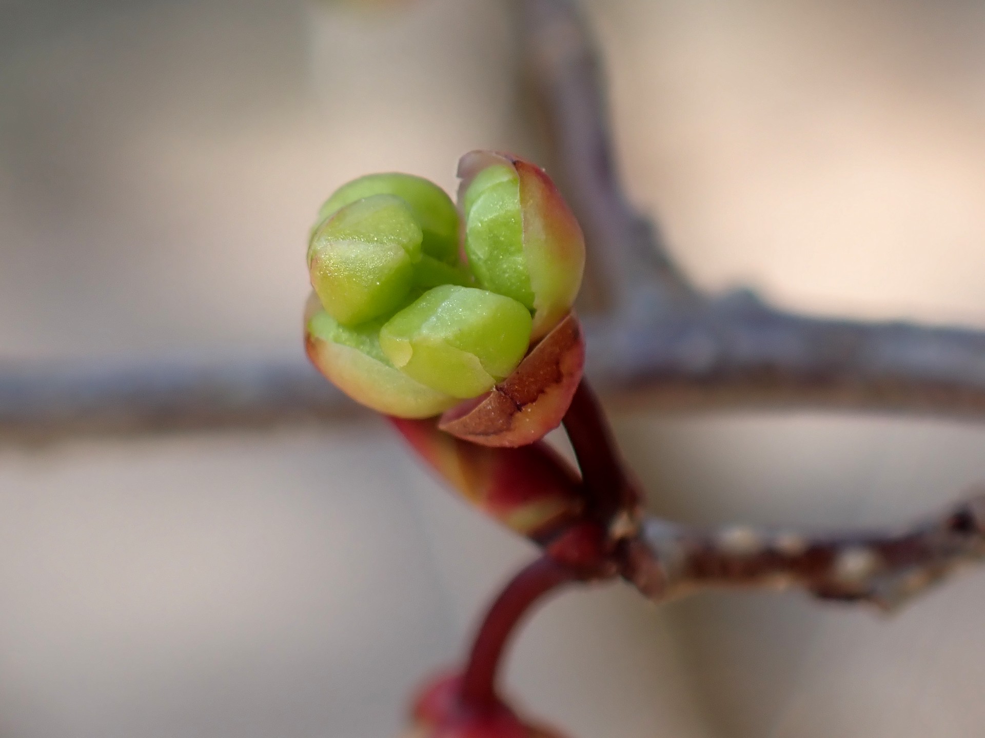 アブラチャン の高画質写真です。横浜市で、2026年3月15日に撮影したものです。