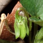 アオイスミレ の高画質写真です。横浜市で、2026年2月28日に撮影したものです。