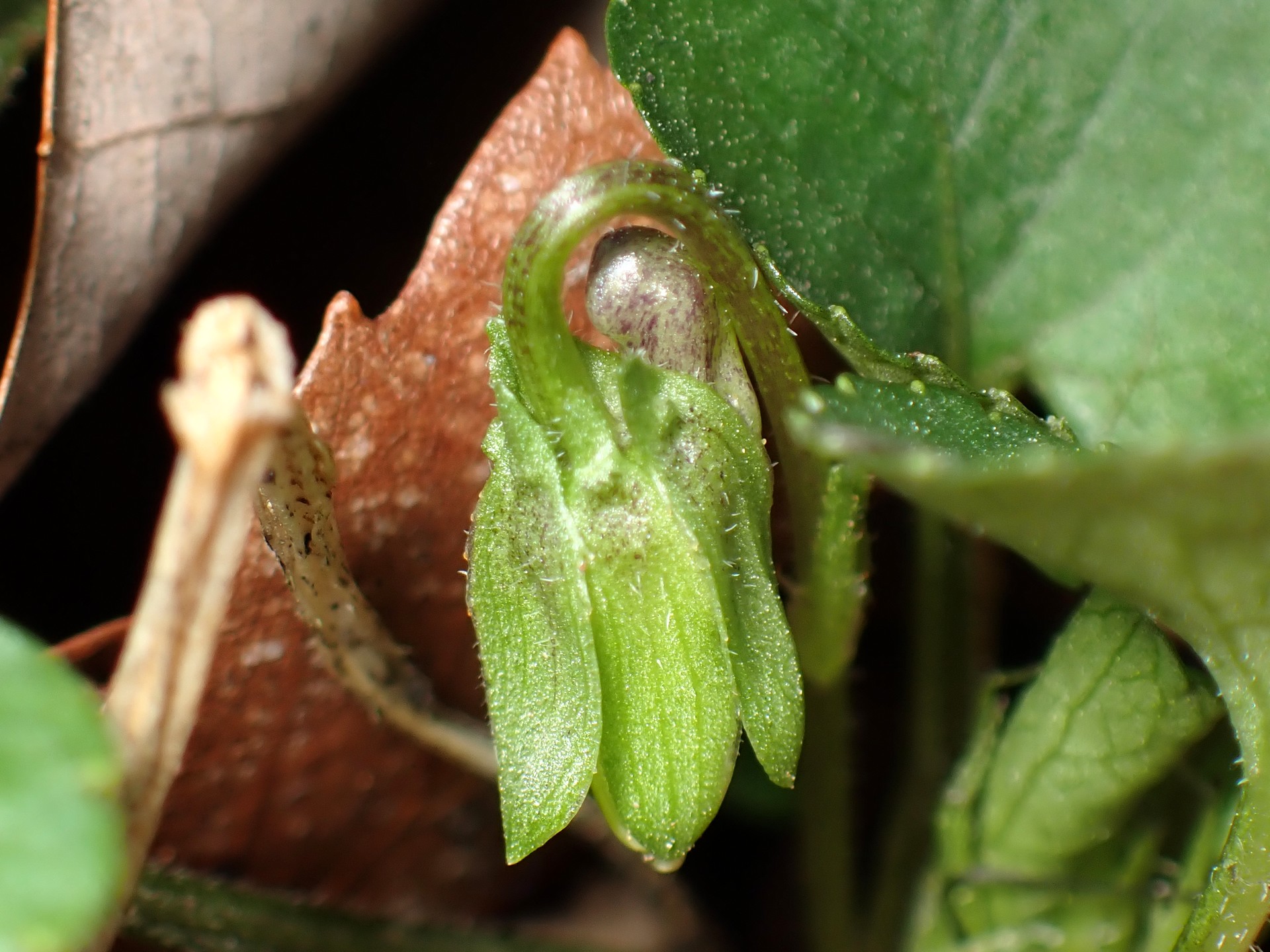 アオイスミレ の高画質写真です。横浜市で、2026年2月28日に撮影したものです。