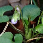 アオイスミレ の高画質写真です。横浜市で、2026年3月4日に撮影したものです。