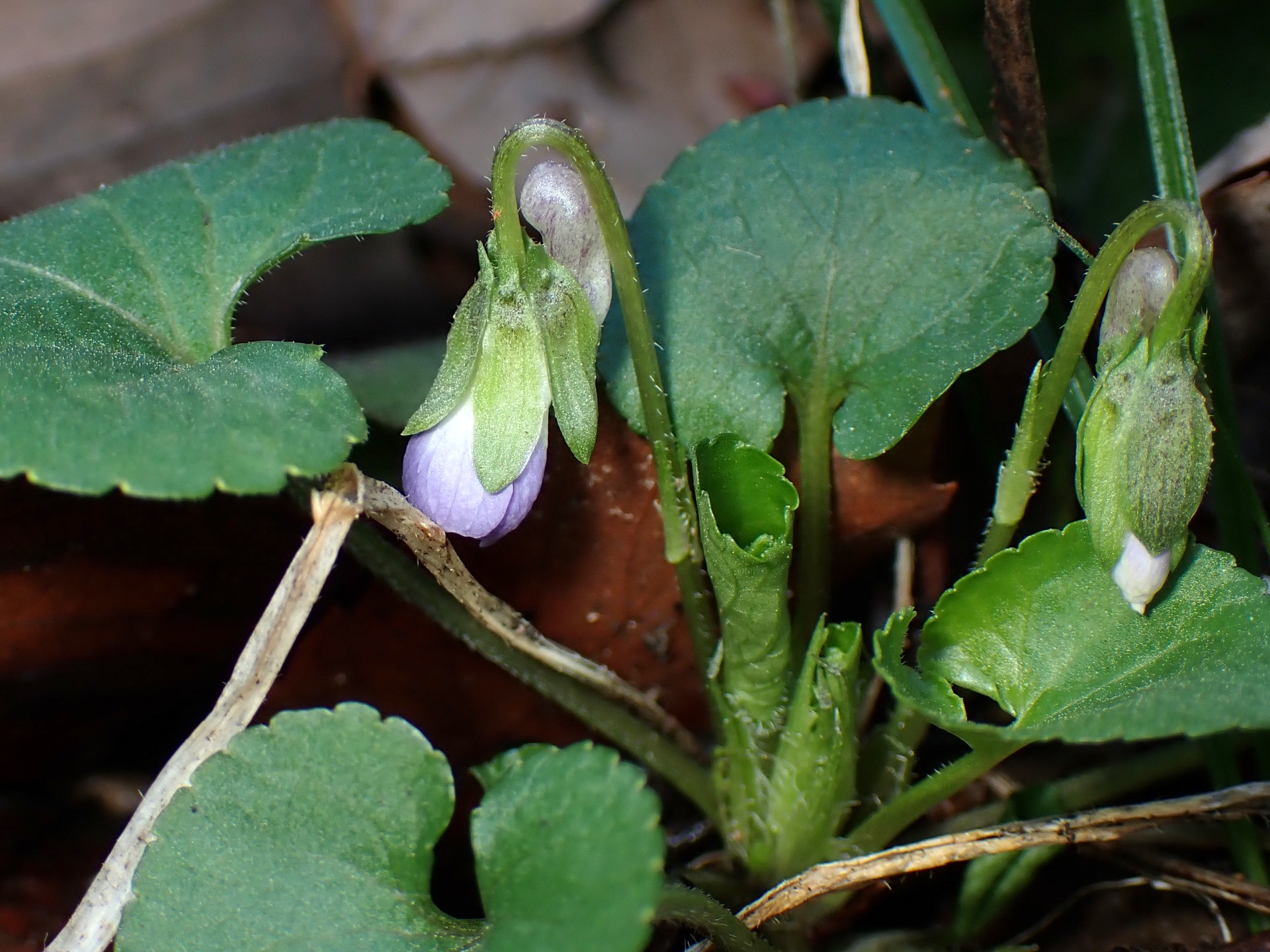 アオイスミレ の高画質写真です。横浜市で、2026年3月4日に撮影したものです。