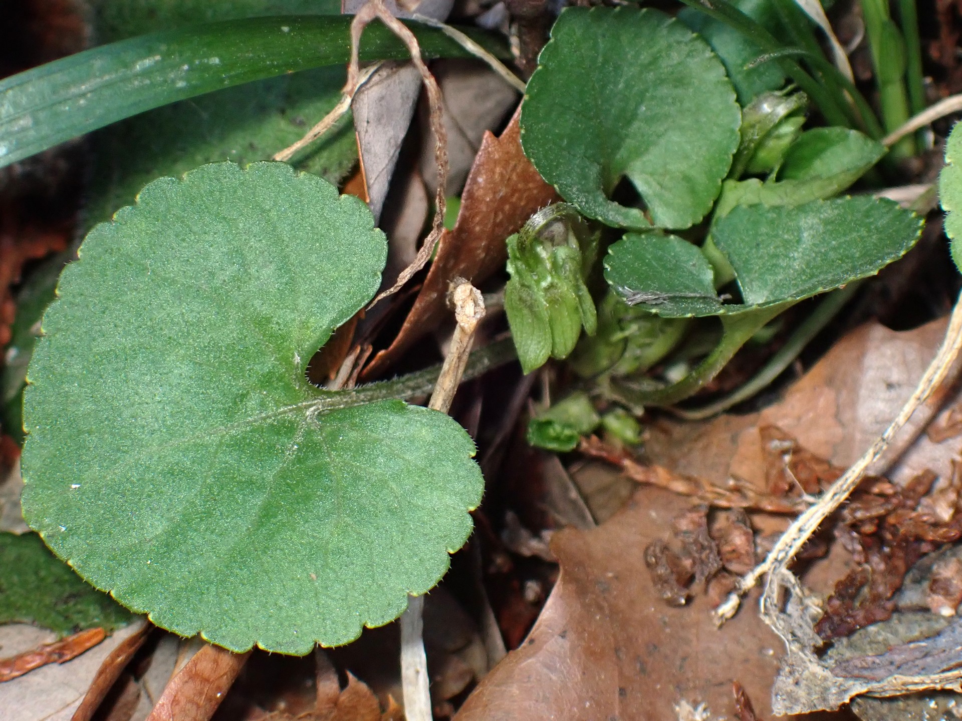 アオイスミレ の高画質写真です。横浜市で、2026年2月28日に撮影したものです。