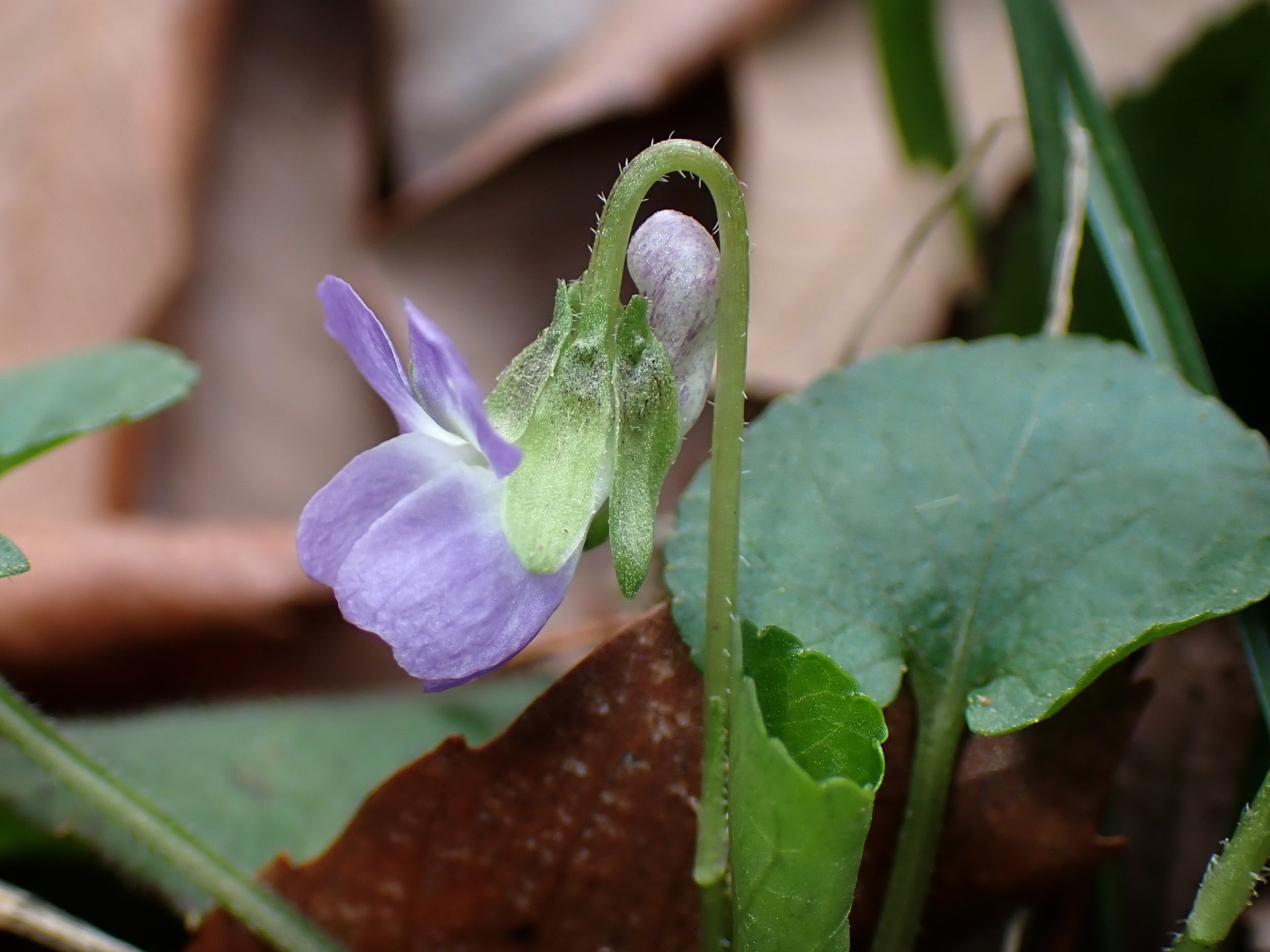 アオイスミレ の高画質写真です。横浜市で、2026年3月6日に撮影したものです。