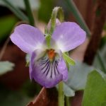 アオイスミレ の高画質写真です。横浜市で、2026年3月6日に撮影したものです。