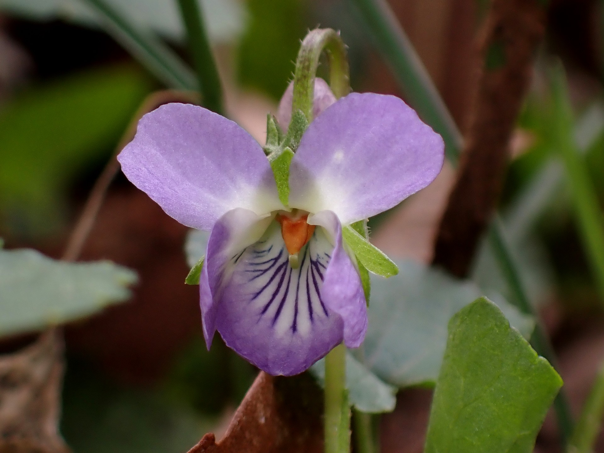アオイスミレ の高画質写真です。横浜市で、2026年3月6日に撮影したものです。