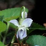 アオイスミレ の高画質写真です。横浜市で、2026年3月18日に撮影したものです。