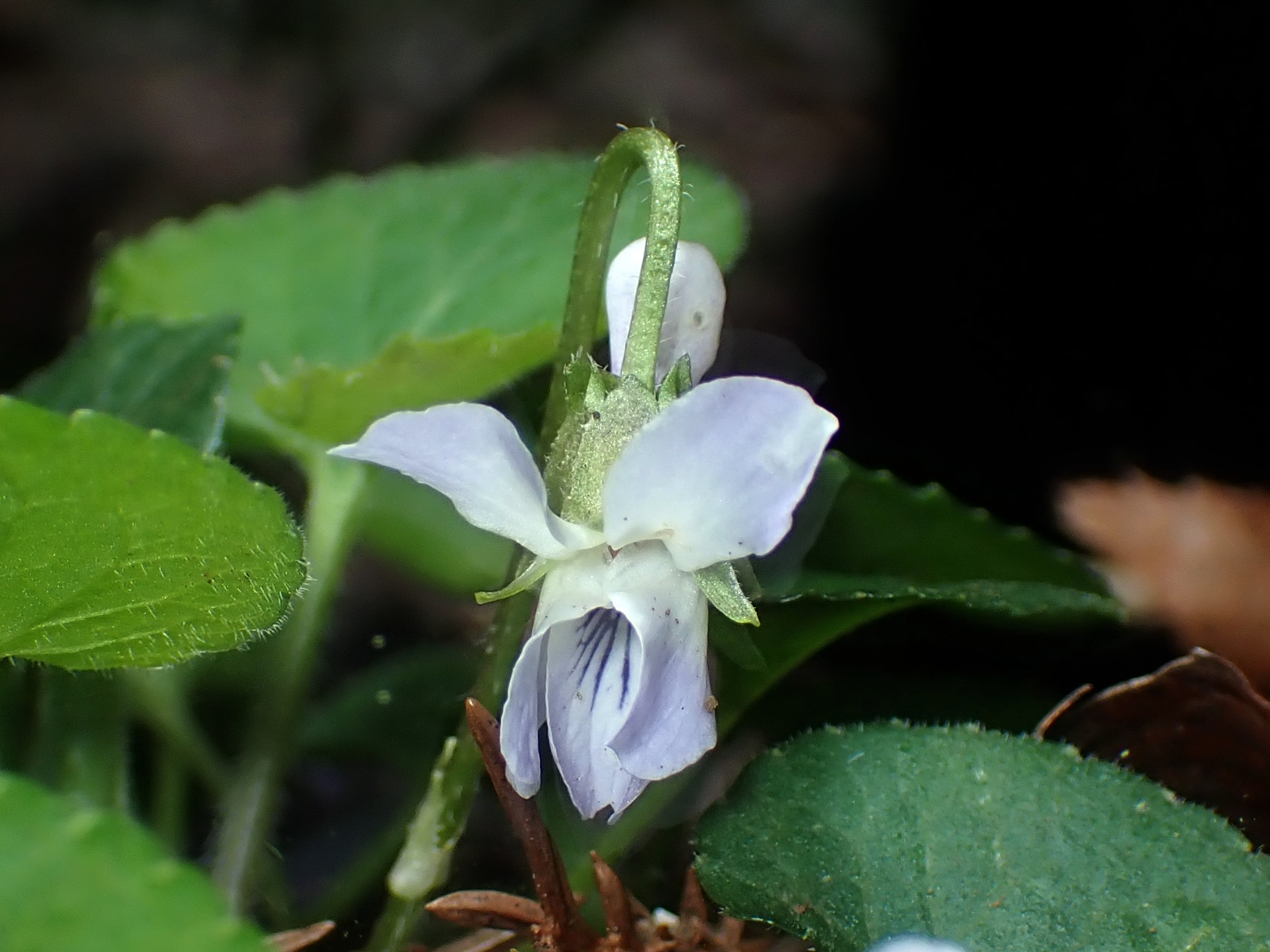 アオイスミレ の高画質写真です。横浜市で、2026年3月18日に撮影したものです。