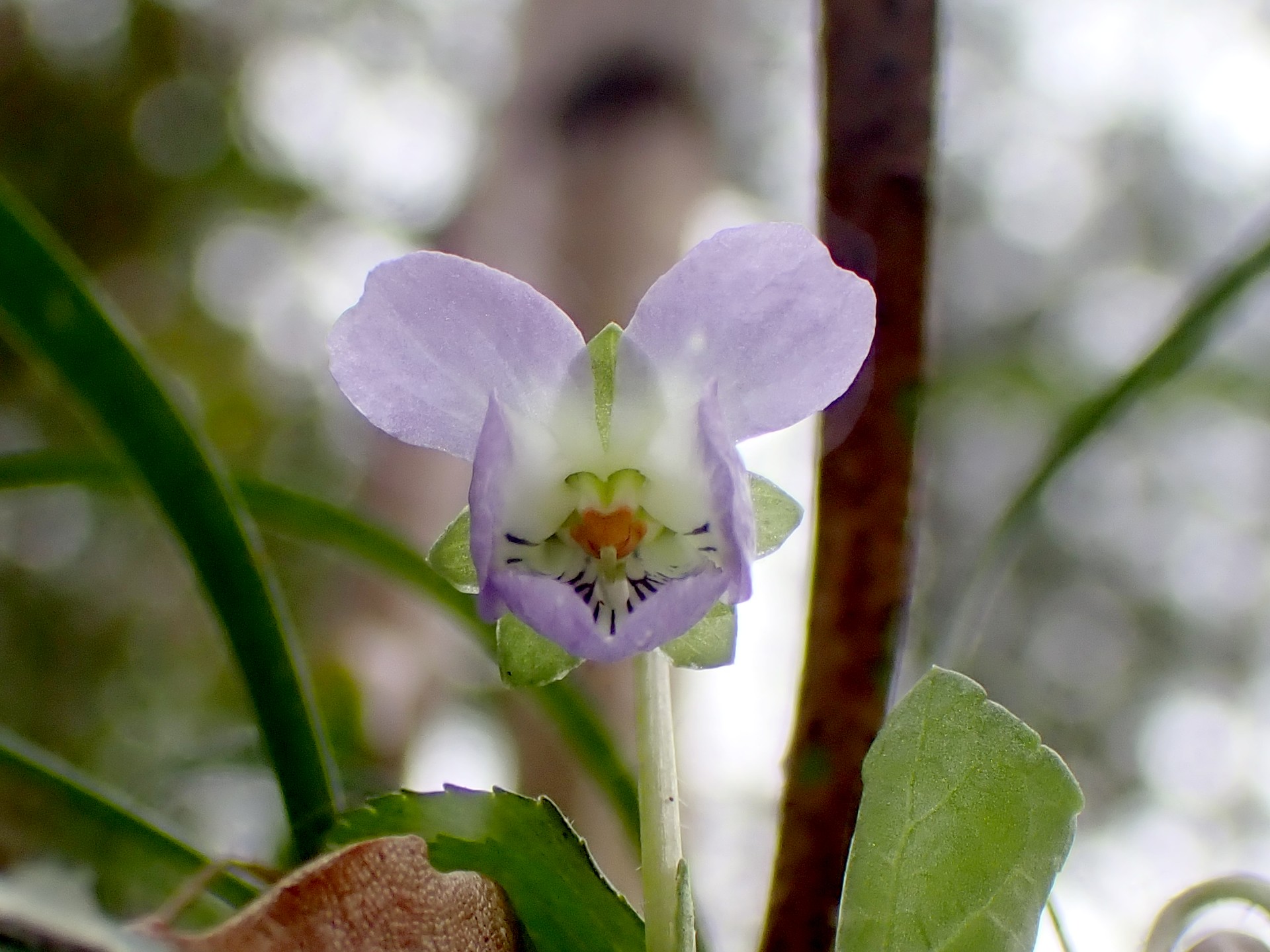 アオイスミレ の高画質写真です。横浜市で、2026年3月6日に撮影したものです。