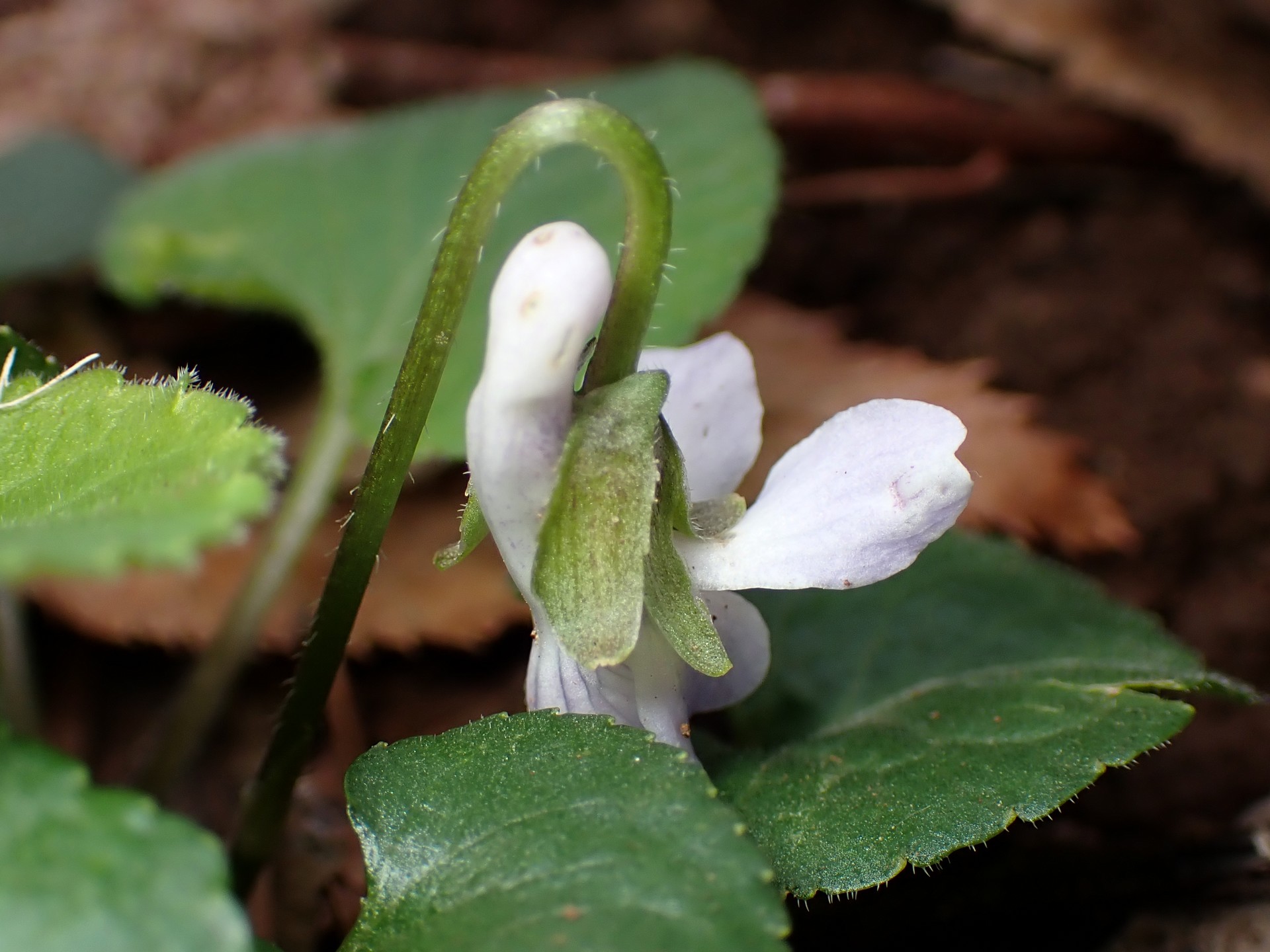 アオイスミレ の高画質写真です。横浜市で、2026年3月18日に撮影したものです。