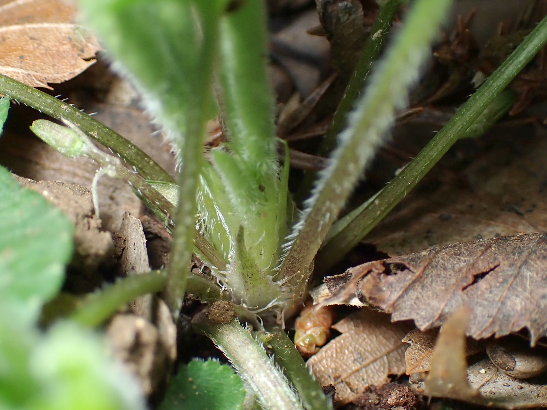 アオイスミレ の高画質写真です。横浜市で、2026年3月18日に撮影したものです。