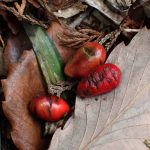 アオキの実 の高画質写真です。横浜市で、2026年3月6日に撮影したものです。