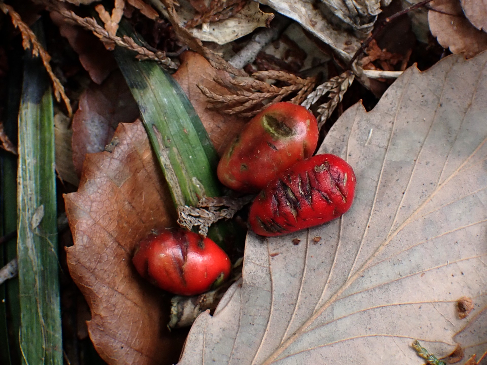 アオキの実 の高画質写真です。横浜市で、2026年3月6日に撮影したものです。