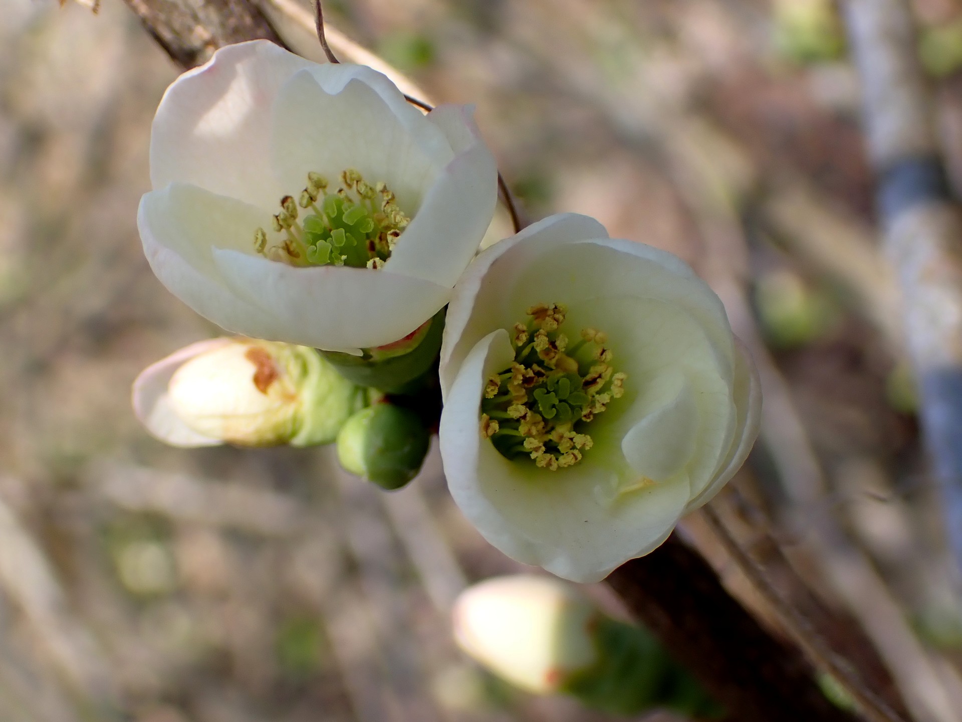 ボケの高画質写真です。横浜市で、2026年3月9日に撮影したものです。